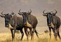 14-Day Kenya & Tanzania Wildebeest Special