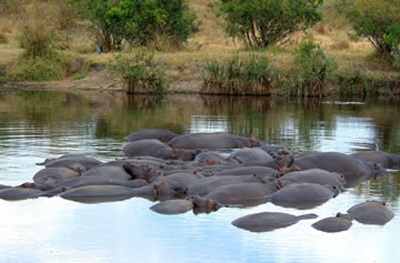 3-Day Mara Joining Safari