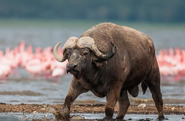 4-Day Lake Nakuru & Masai Mara Safari