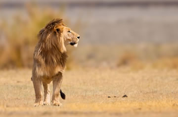 8-Day Kenya & Tanzania Highlight Safari