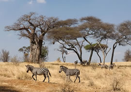 9-Day Migration Safari