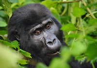 4-Day Gorillas & Lake Kivu Safari