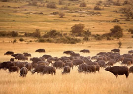 3-Day Masai Mara Crossing
